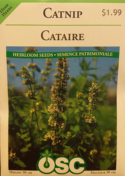 Cataire / Catnip - Pépinière