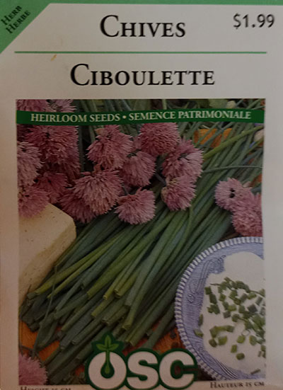 Ciboulette / Chive - Pépinière