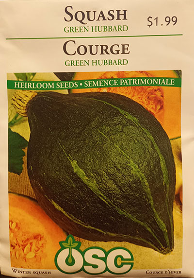 Courge ‘Green Hubbard’ / ‘Green Hubbard’ Squash - Pépinière