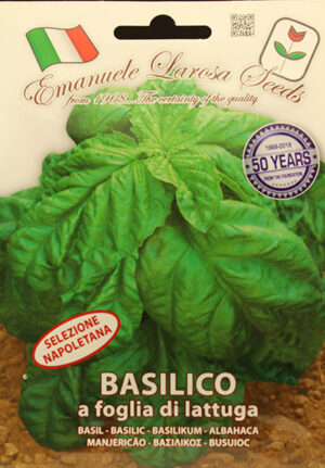 Basilic à Feuille de Laitue / Lettuce Leaf Basil - Pépinière