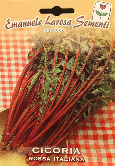 Chicorée ‘Rossa Italiana’ / ‘Rossa Italiana’ Chicory - Pépinière