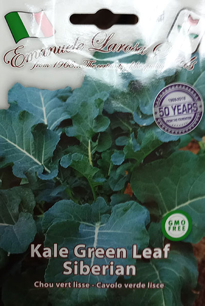 Chou Frisé Vert Sibérien / Siberian Green Kale - Pépinière