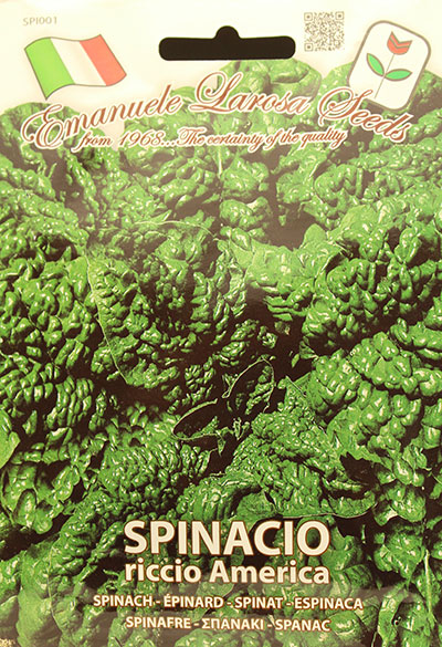 Épinard d’Amérique / American Spinach - Pépinière