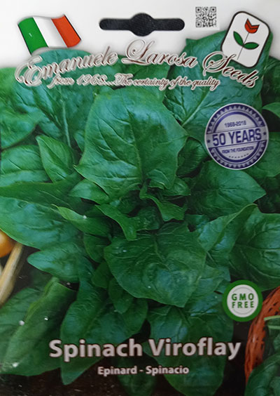 Épinard de Viroflay / Viroflay Spinach - Pépinière