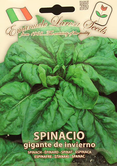 Épinard Géant d’Hiver / Winter Giant Spinach - Pépinière