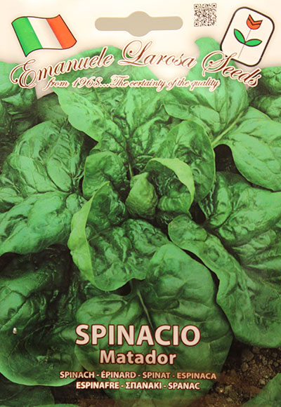 Épinard ‘Matador’ / ‘Matador’ Spinach - Pépinière
