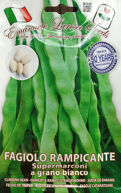 Haricot à Rames à Grain Blanc ‘Supermacaroni’ / ‘Supermacaroni’ White Beans Pole Bean - Pépinière