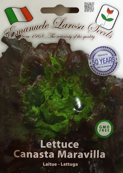 Laitue ‘Canasta Maravilla’ / ‘Canasta Maravilla’ Lettuce - Pépinière