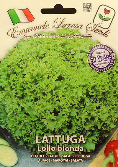 Laitue ‘Lollo Bionda’ / ‘Lollo Bionda’ Lettuce - Pépinière