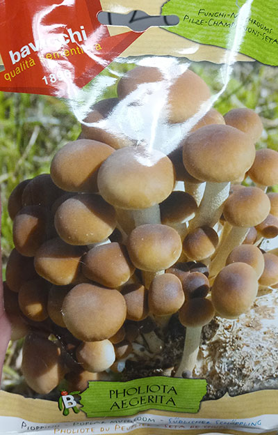 Pholiote du Peuplier / Poplar Mushroom - Pépinière