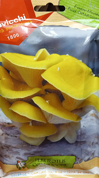 Pleurote ‘Champignon d’Or’ / ‘Golden Mushroom’ Pleurote - Pépinière