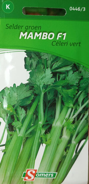 Celeri Vert ‘Mambo’ F1 / ‘Mambo’ Green Celeri F1 - Pépinière