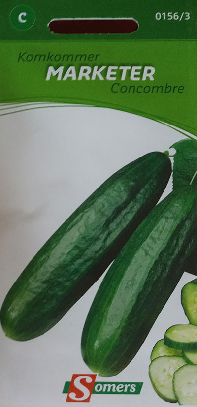 Concombre ‘Marketmore’ / ‘Marketmore’ Cucumber - Pépinière
