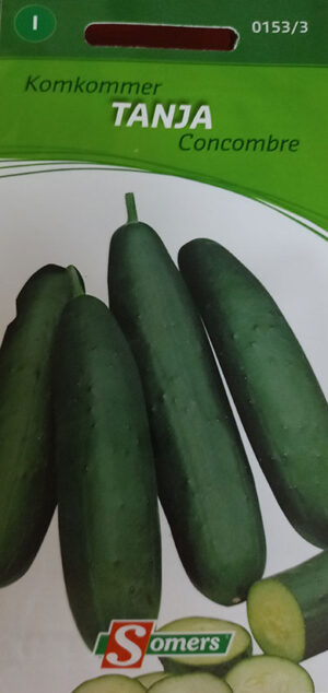 Concombre ‘Tanja’ / ‘Tanja’ Cucumber - Pépinière