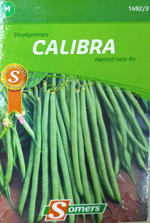Haricot ‘Calibra’ / ‘Calibra’ Bean - Pépinière