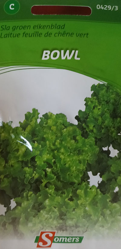 Laitue à Feuille de Chêne ‘Bowl’ / ‘Bowl’ Oak Leaf Lettuce - Pépinière