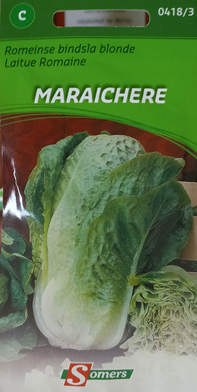 Laitue Romaine ‘Maraîchère’ / ‘Maraîchère’ Romaine Lettuce - Pépinière