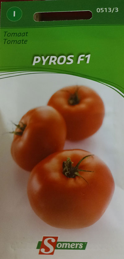 Tomate ‘Pyros’ F1 / ‘Pyros’ Tomato F1 - Pépinière