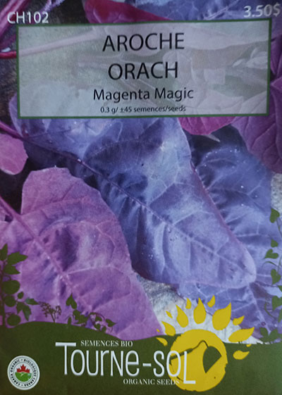 Arroche ‘Magenta Magic’ / ‘Magenta Magic’ Orach - Pépinière