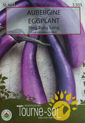 Aubergine ‘Ping Tung Lon’ / ‘Ping Tung Lon’ Eggplant - Pépinière