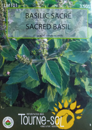 Basilic Sacré / Holy Basil - Pépinière