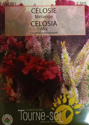 Celosia Mélange / Celosia Mix - Pépinière