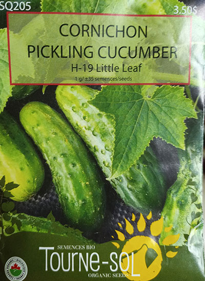 Cornichon ‘H-19 Little Leaf’ / ‘H-19 Little Leaf’ Pickle - Pépinière