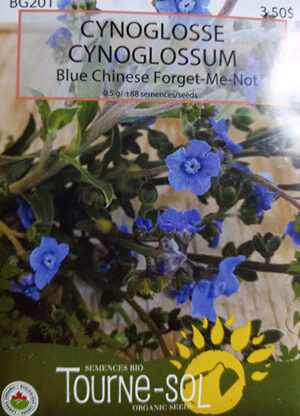 Cynoglossum ‘Blue Chinese’ / ‘Blue Chinese’ Cynoglossum - Pépinière
