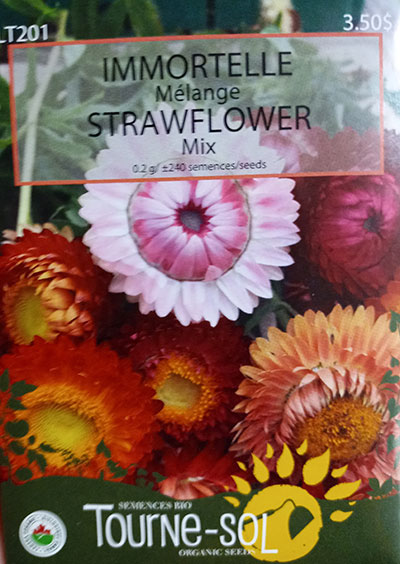 Immortelle Mélange / Strawflower Mix - Pépinière