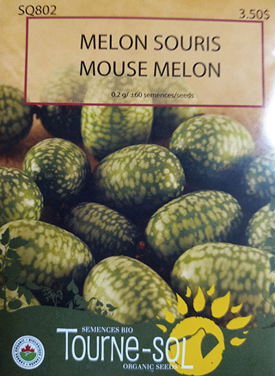Melon Souris / Mouse Melon - Pépinière