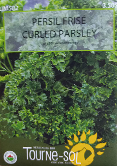 Persil Frisé / Curled Parsley - Pépinière