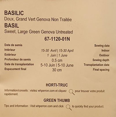 Basilic Doux de Gênes ‘Grand Vert’ / ‘Grand Vert’ Genova Sweet Basil - Pépinière