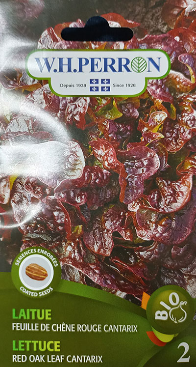 Laitue à Feuille de Chêne Rouge ‘Cantarix’ / ‘Cantarix’ Red Oak Leaf Lettuce - Pépinière
