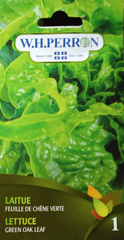 Laitue Feuille de Chêne Vert / Green Oak Leaf Lettuce - Pépinière