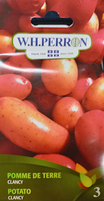 Pomme de Terre Rouge Hybride ‘Clancy’ / ‘Clancy’ Hybrid Red Potato - Pépinière