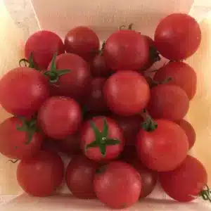 Tourne-Sol / Red Cherry Tomato ‘Peacevine’ - Pépinière