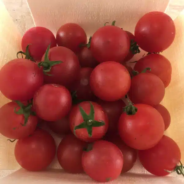 Tourne-Sol / Tomate Cerise Rouge ‘Peacevine’ - Pépinière