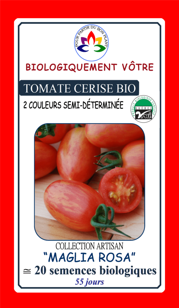 Tomate Cerise ‘Maglia Rosa’ Bio - Pépinière