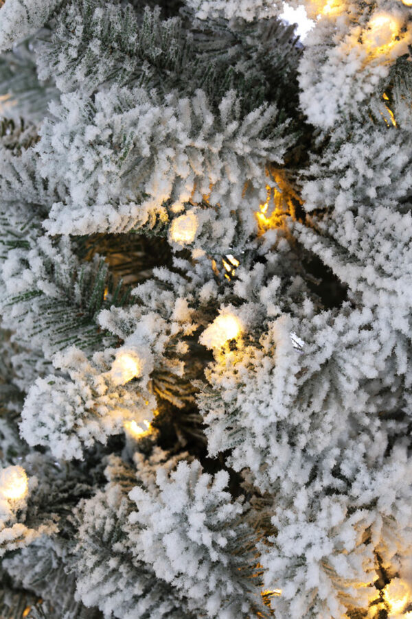 snowcrest-pencil-pine-tree-del-gros-plan