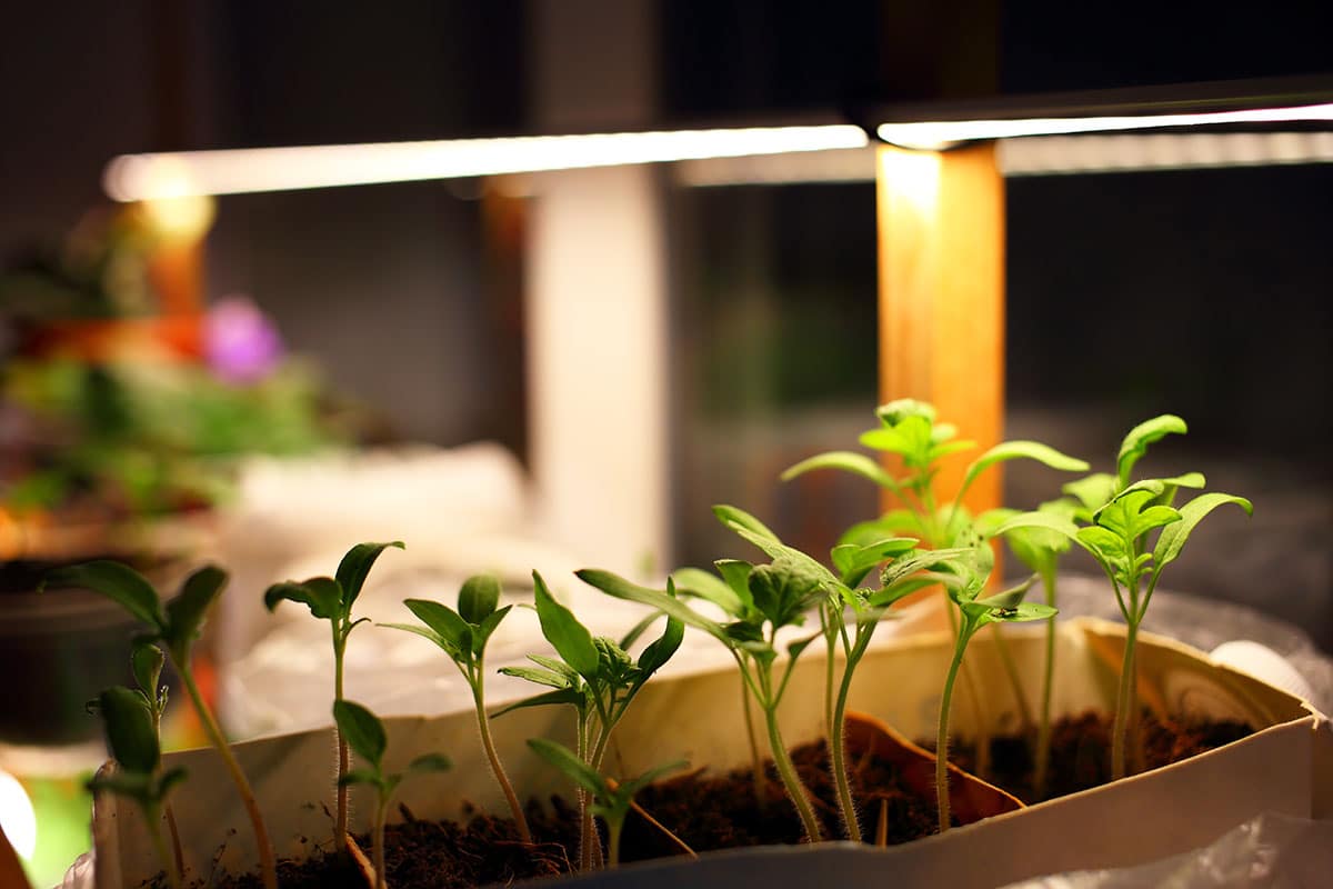 Éclairage pour croissance de plantes - Appareils déclairage pour usage  commercial 