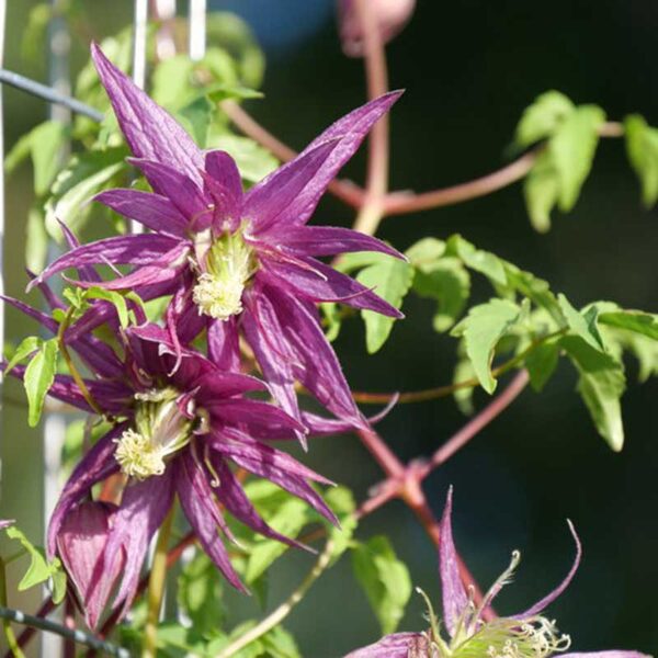 clematis-sparky-purple-fleurie
