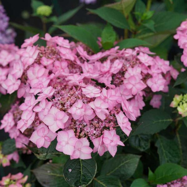 hydrangea-lets-dance-can-do-rose