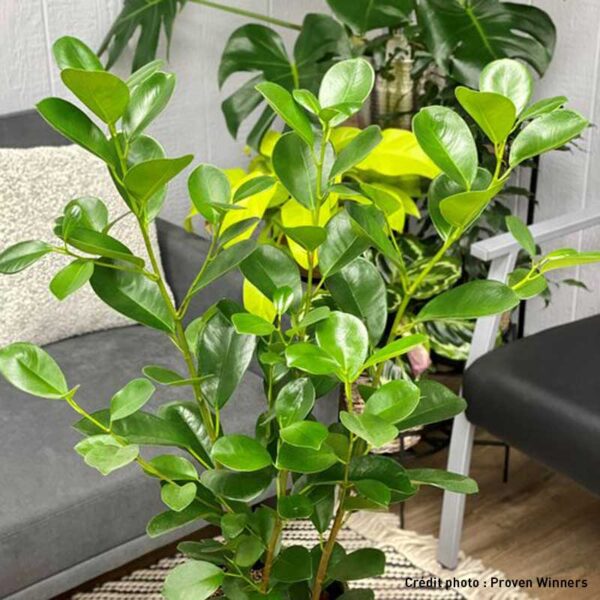 Ficus Microcarpa ‘Moclame’, <br />Ficus Ginseng, Bonsai du débutant, Laurier d’Inde’, ‘Chinese banyan’ ou ‘Indian Laurel’ - Pépinière