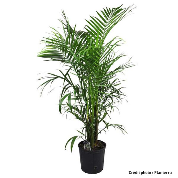 Ravenea Rivullaris, <br />Palmier Majestique, Majesty Palm - Pépinière