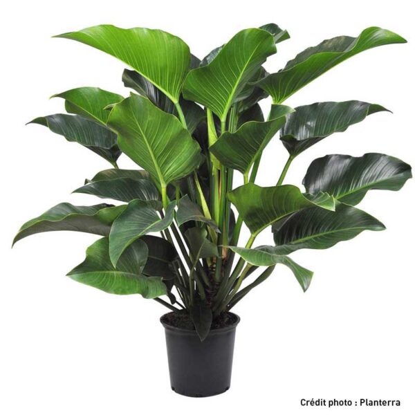 Philodendron ‘Red Congo’ ou ‘Rojo Congo’, <br />Philodendron rouge - Pépinière