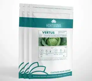 Hortinova / VERTUS – Open Pollinated Heirloom Savoy Cabbage - Pépinière