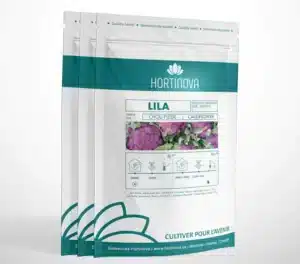 Hortinova / LILA – Chou-Fleur Mauve à Pollinisation Libre - Pépinière