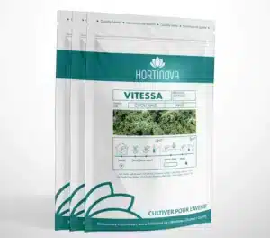 Hortinova / VITESSA – Open Pollinated Kale - Pépinière