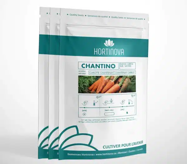 CHANTINO – Carotte Chantenay à Pollinisation Libre - Pépinière