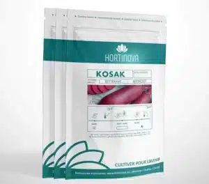Hortinova / KOSAK – Betterave Rouge à Pollinisation Libre - Pépinière